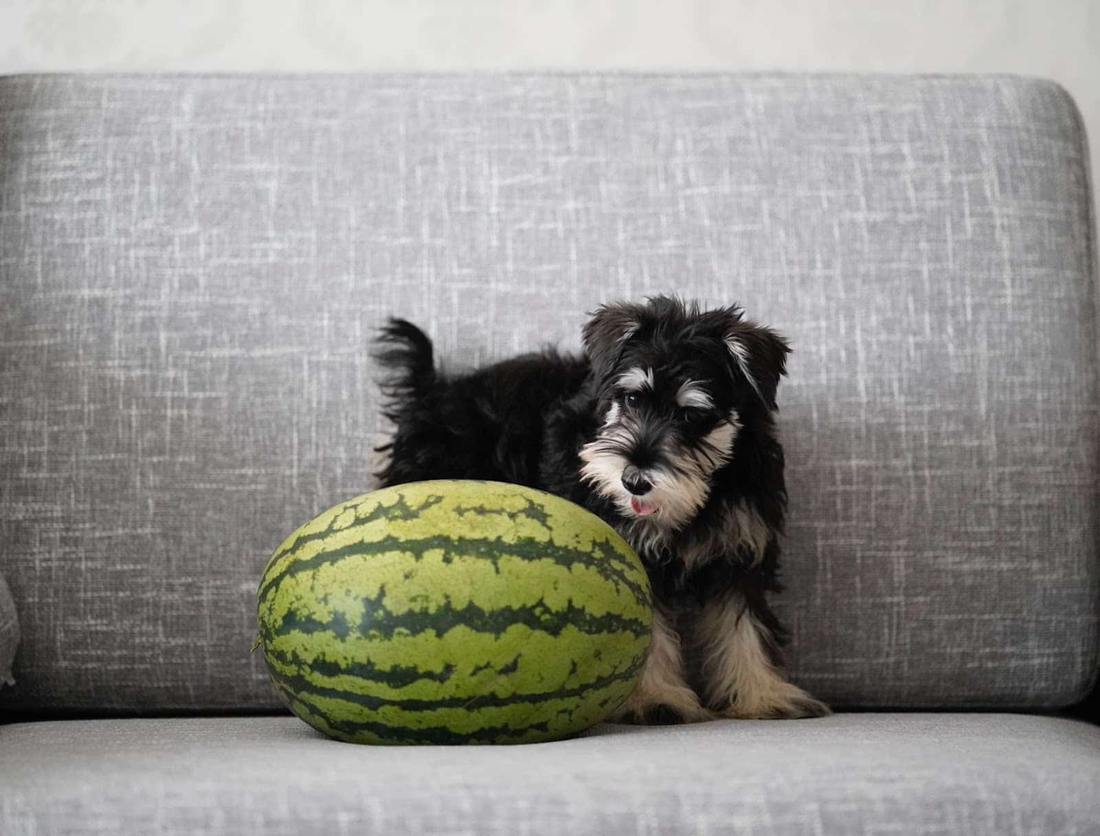 Can Dogs Eat Watermelon? - VetCBD Hemp