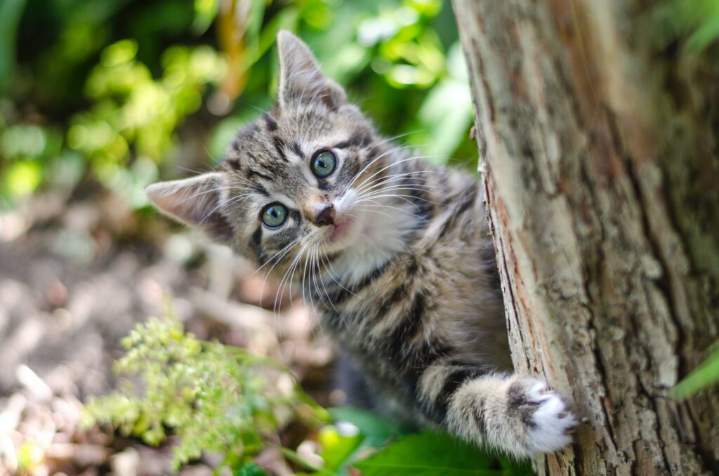 CBD Oil for Cats: Benefits and Proper Dosage; cat in a tree