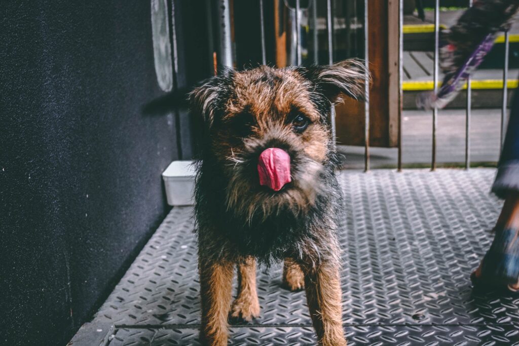 Yorkie with tongue out