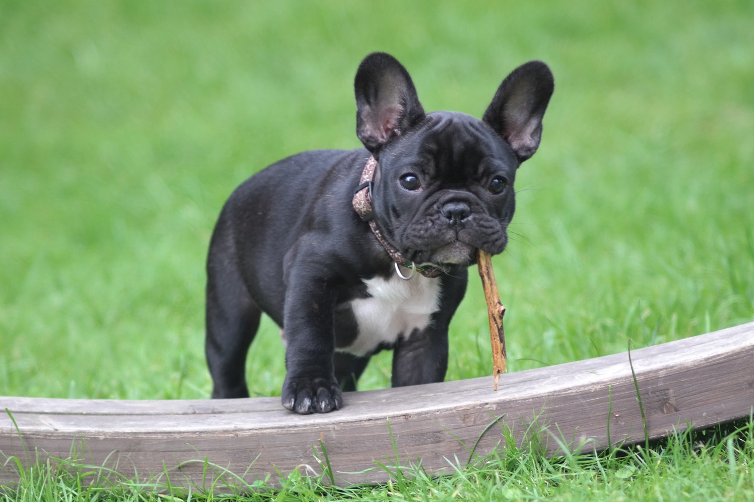 Prong collar shop french bulldog