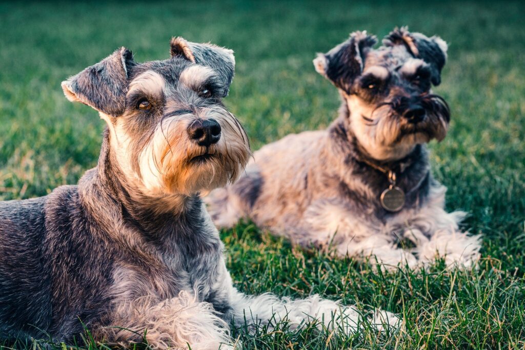 Two Schnauzers laying in the grass