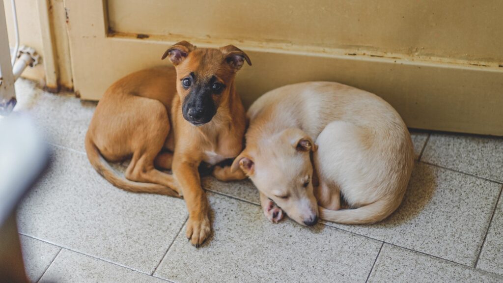 Two dogs sleeping at a door -- dogs can experience separation stress or other environmental-related stress causing them emotional distress