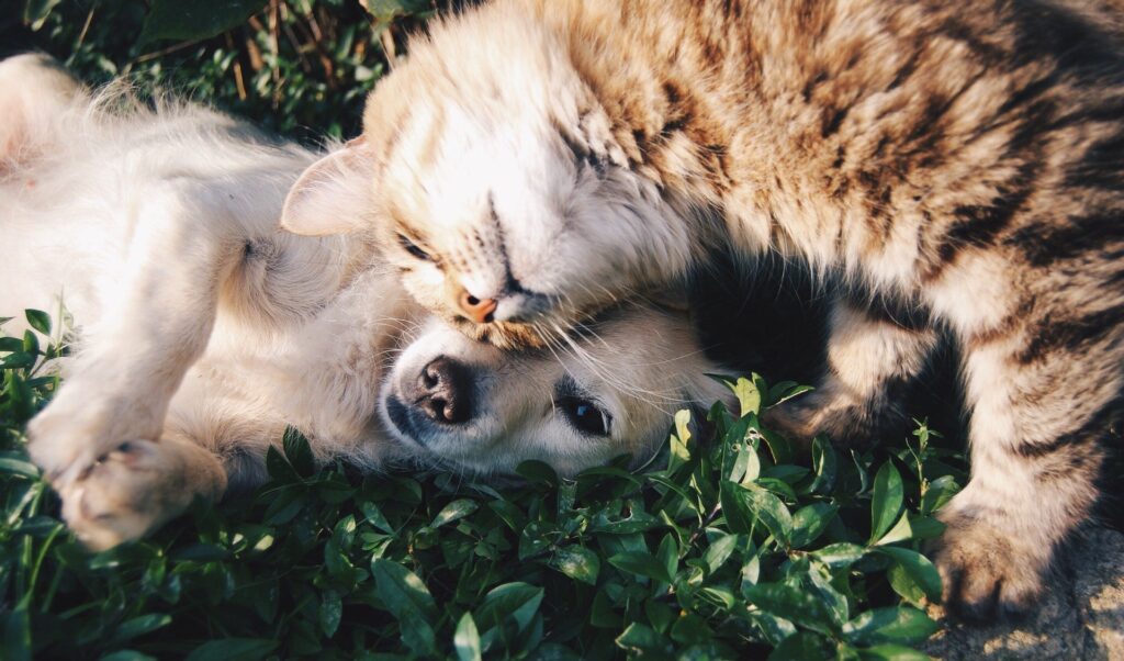 How is CBD Best Absorbed in Animals?; Dog and cat snuggling in the grass