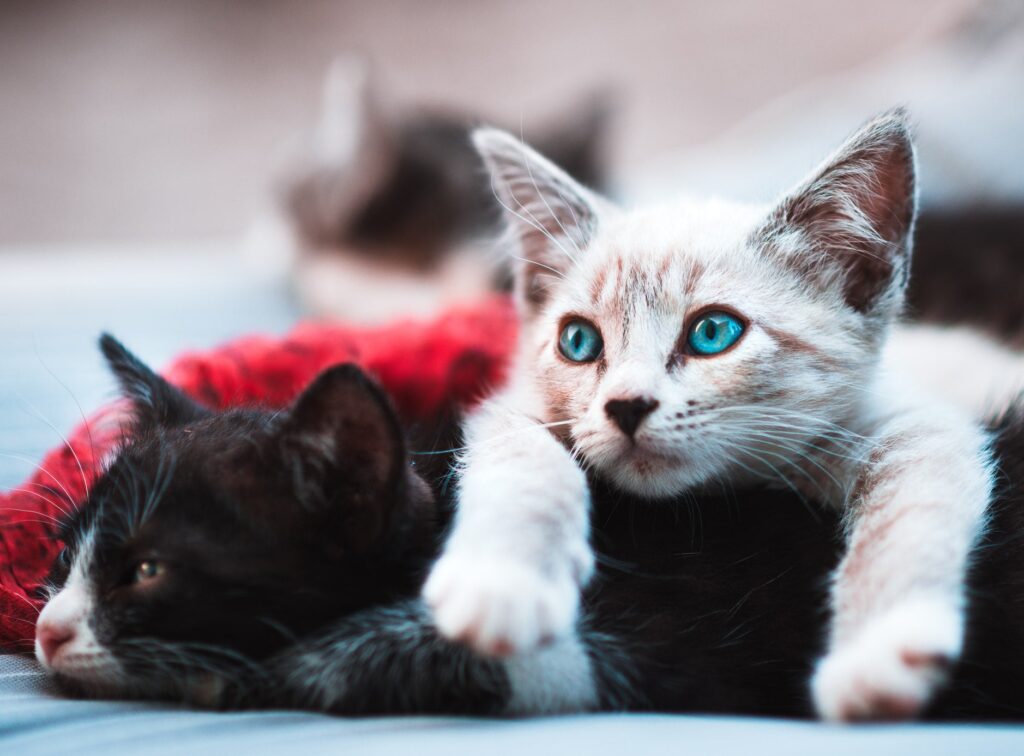 Is CBD Oil Safe for Cats?; two cats relaxing