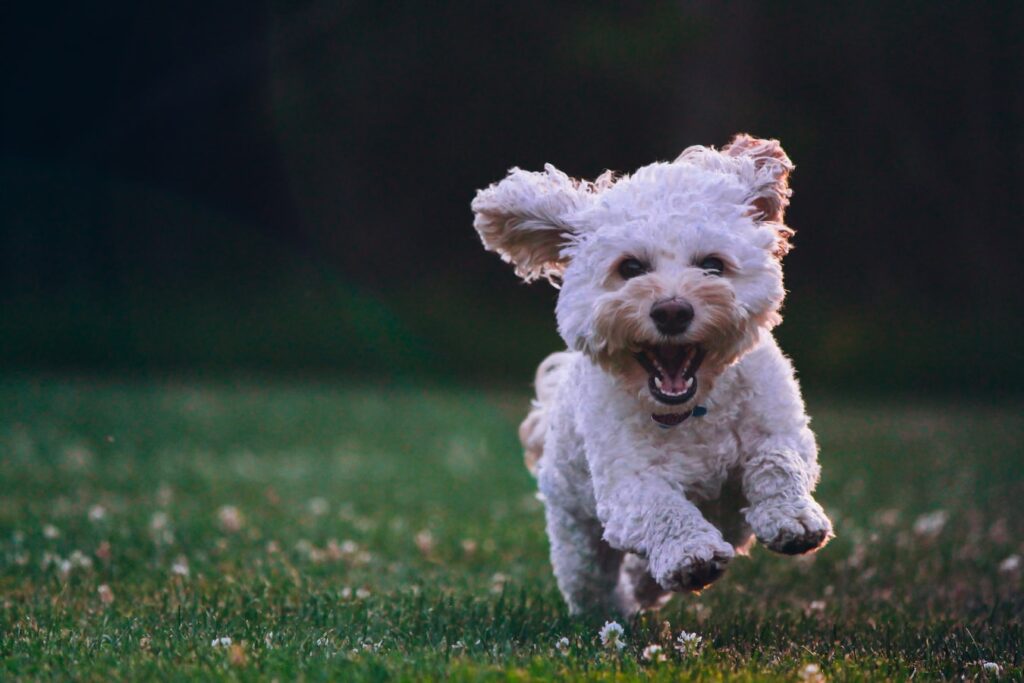 Hemp Oil for Dogs: 10 Things You Must Know; happy dog frolicking in the grass