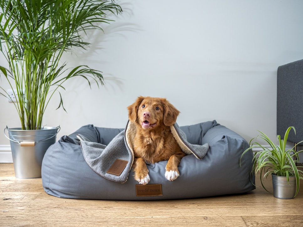 What Supplements Should You Give a Dog With Occasional Allergies?; dog sitting in a dog bed