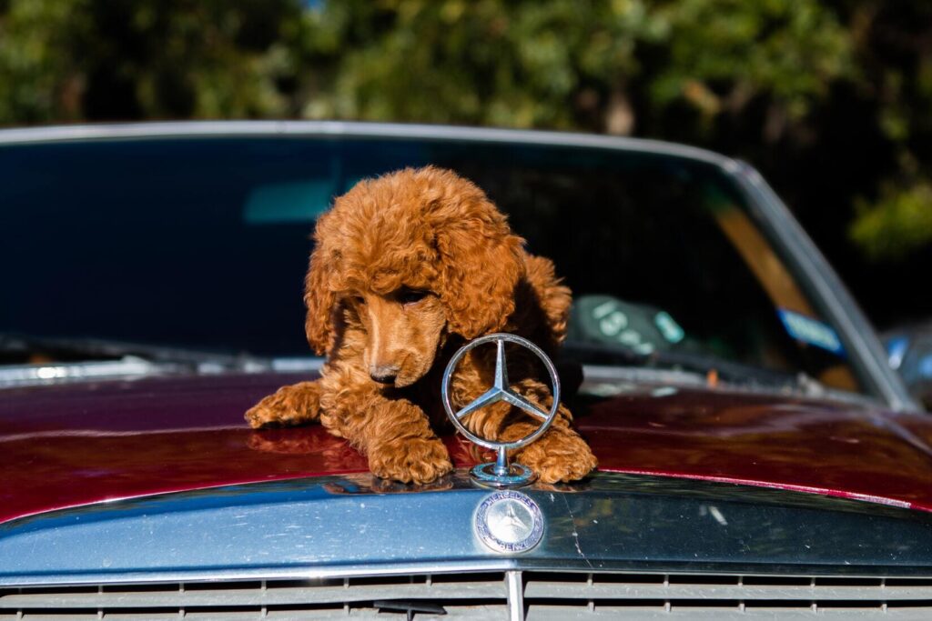 How to Manage Temporary Emotional Distress in Dogs During Car Rides; Dog sitting on an old Mercedes