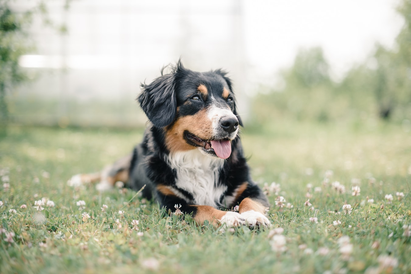CBD Dosage Chart for Pets; dog laying in the grass