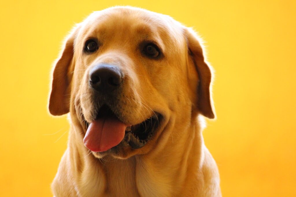 CBD Oil for Dogs: Common Side Effects; yellow labrador