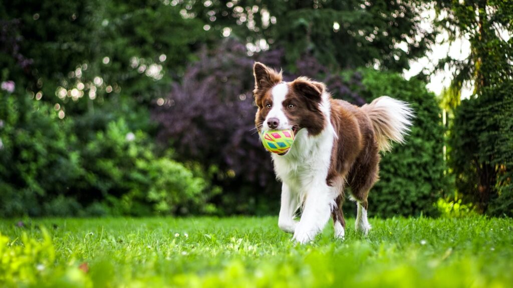 CBD for Dog Joint Support: Does It Work?; dog carrying a tennis ball in the grass