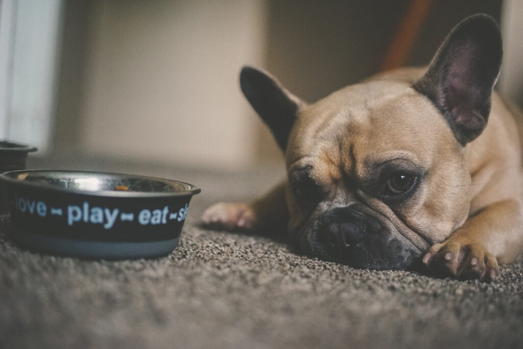 Keeping Pets Calm Around Holiday Guests: Why CBD can be a Helpful Choice; dog relaxing by a food bowl