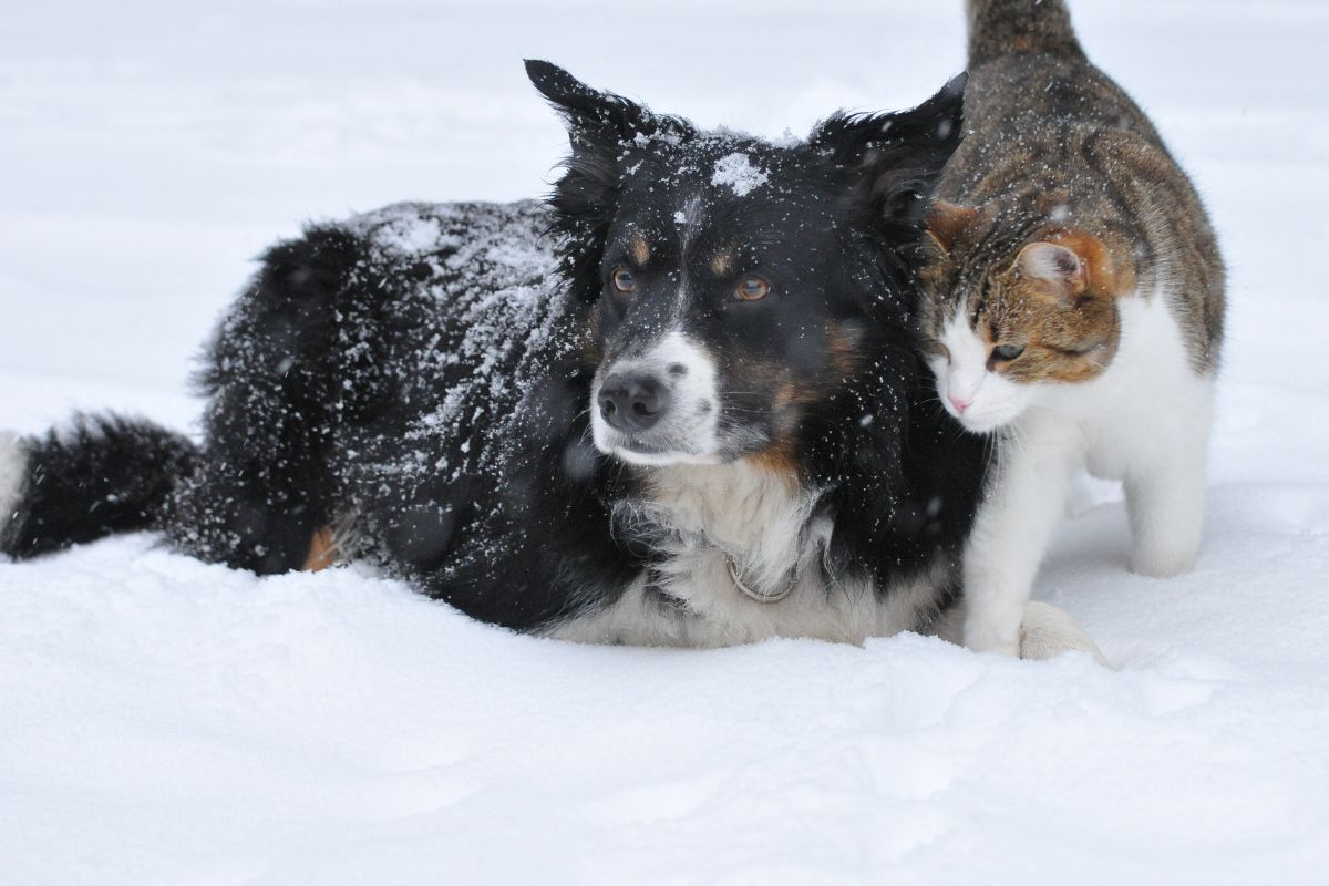 Winter Safety Tips for Pets